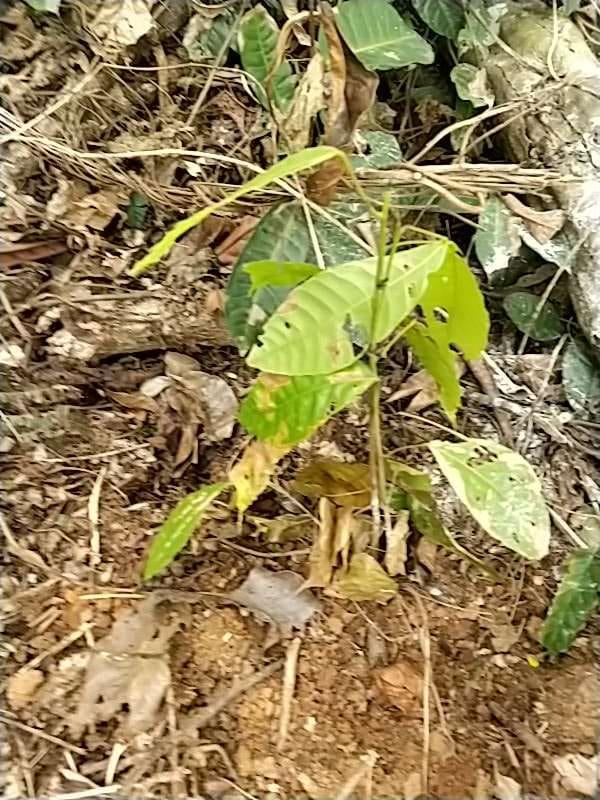 tree image