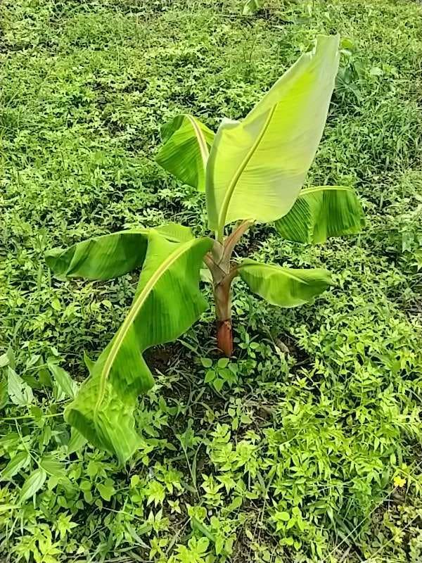 tree image