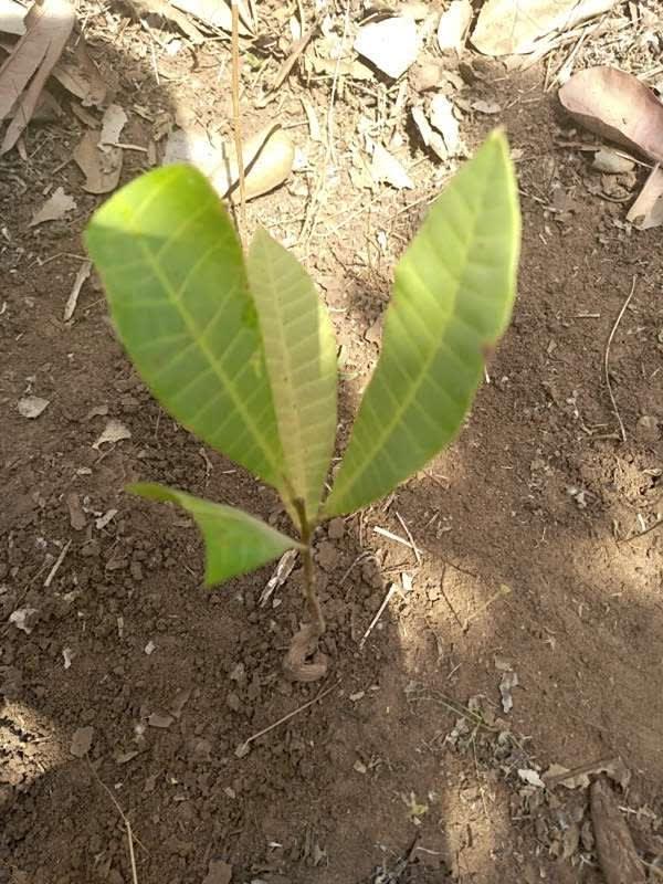 tree image