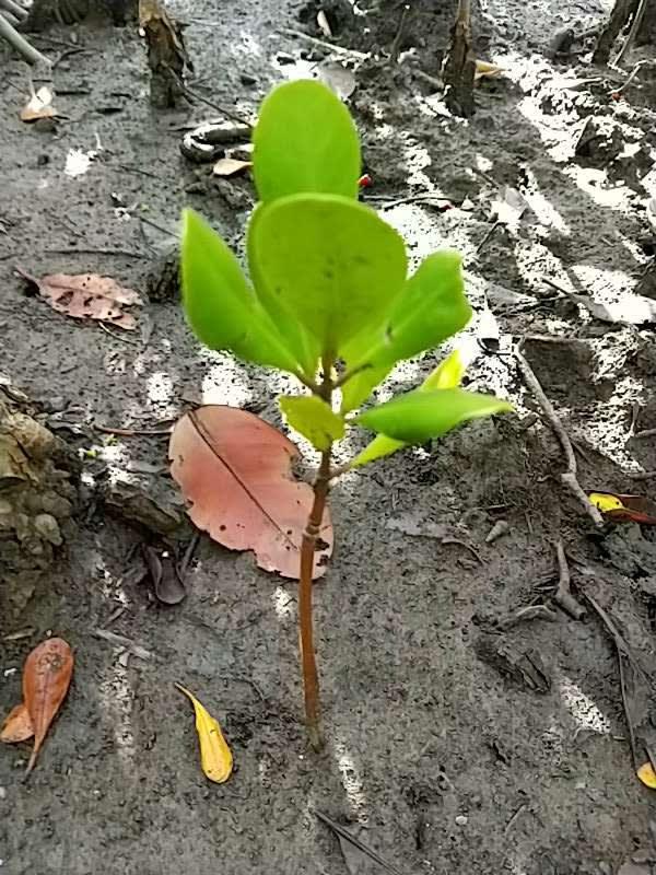 tree image