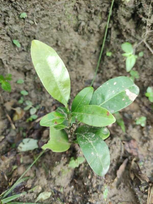 tree image