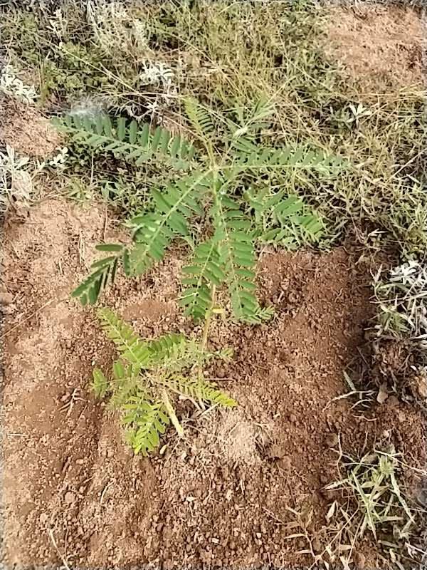tree image
