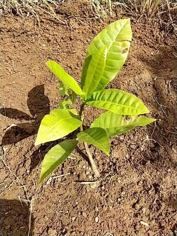 tree image