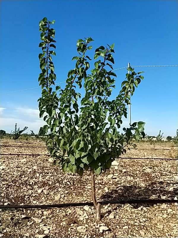 tree image