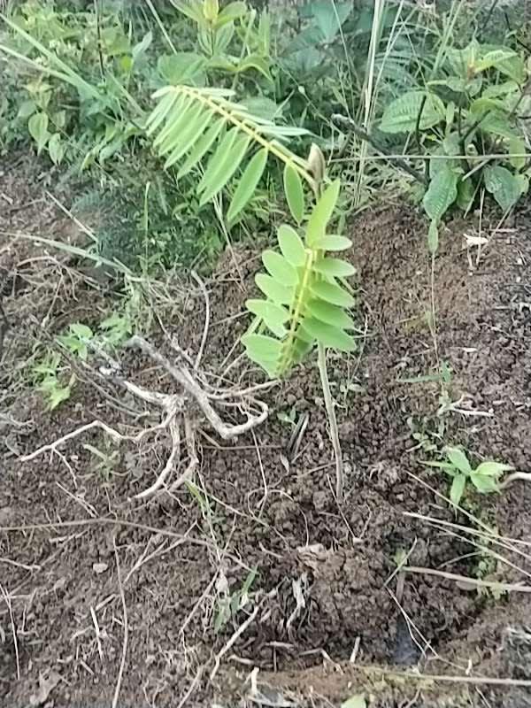 tree image