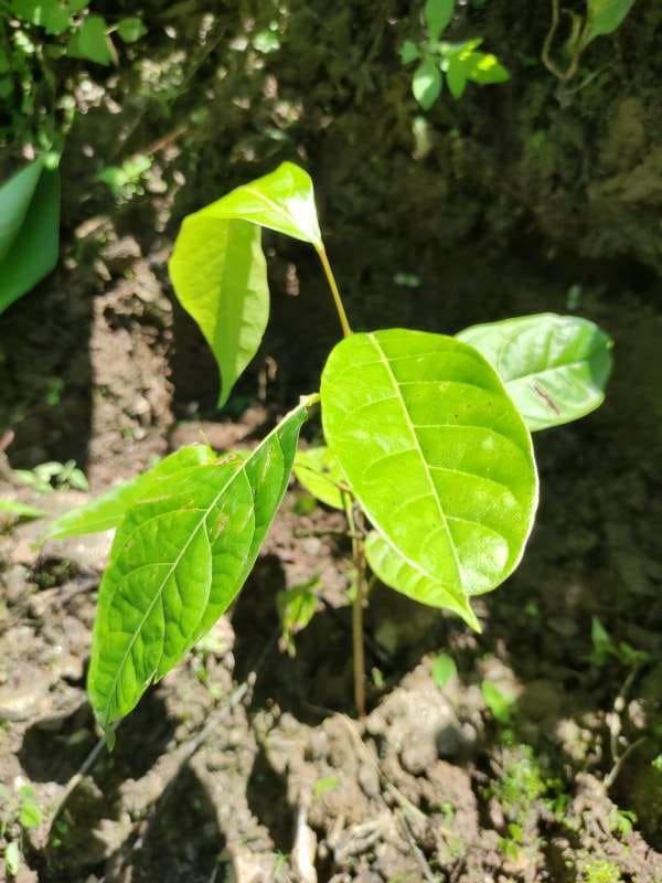 tree image