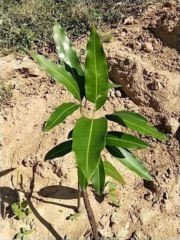 tree image
