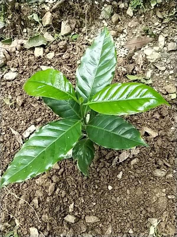 tree image