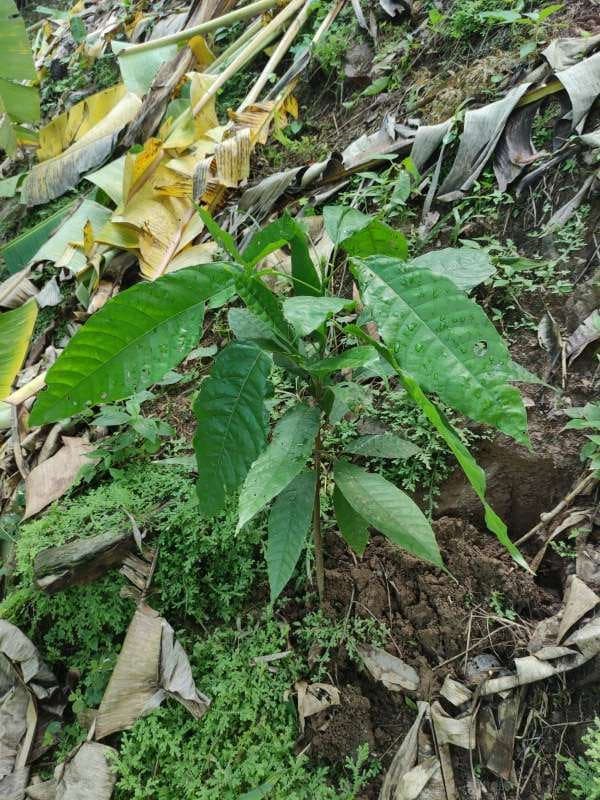 tree image