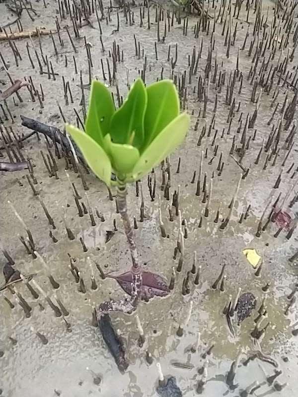 tree image