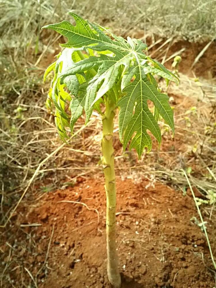 tree image