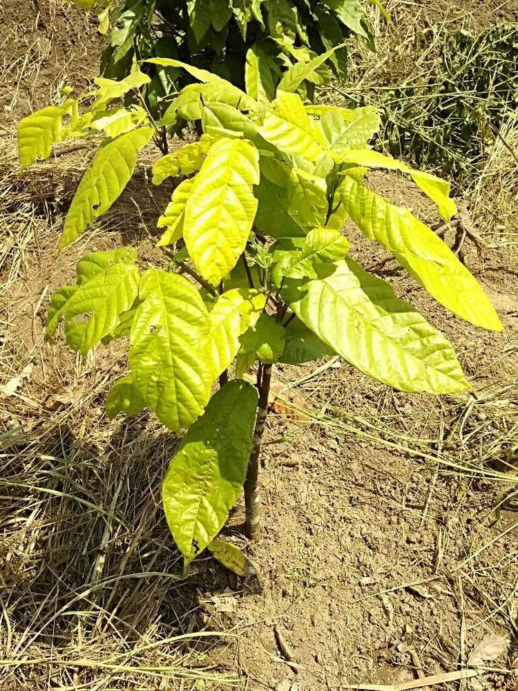 tree image