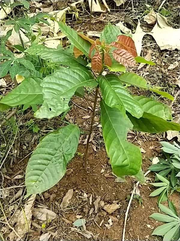 tree image