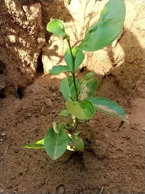 tree image