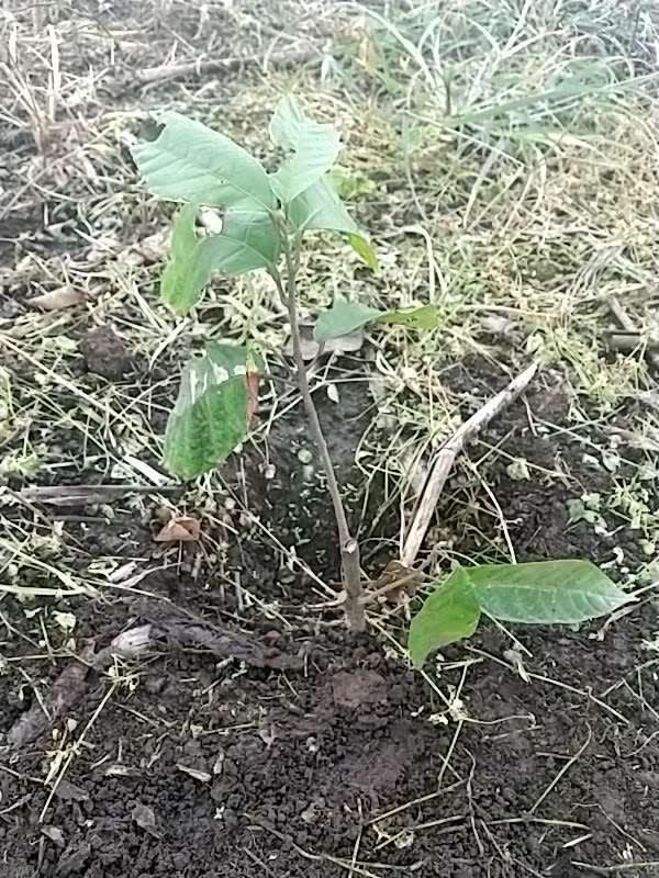 tree image