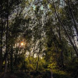 Daridel Sacred Grove