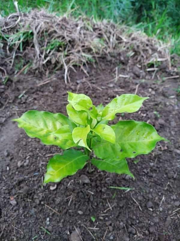tree image
