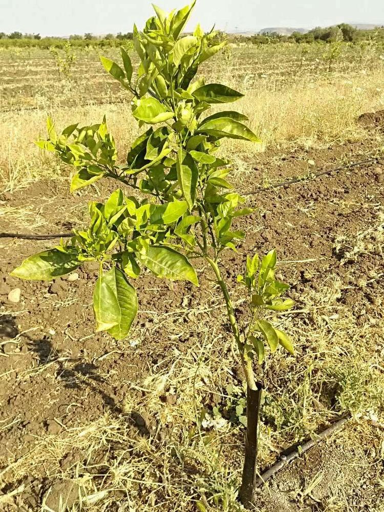tree image