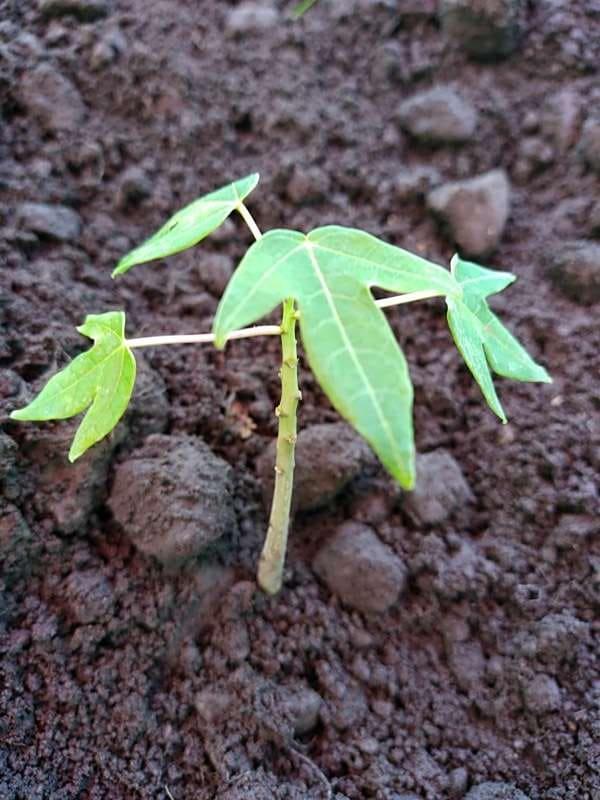 tree image