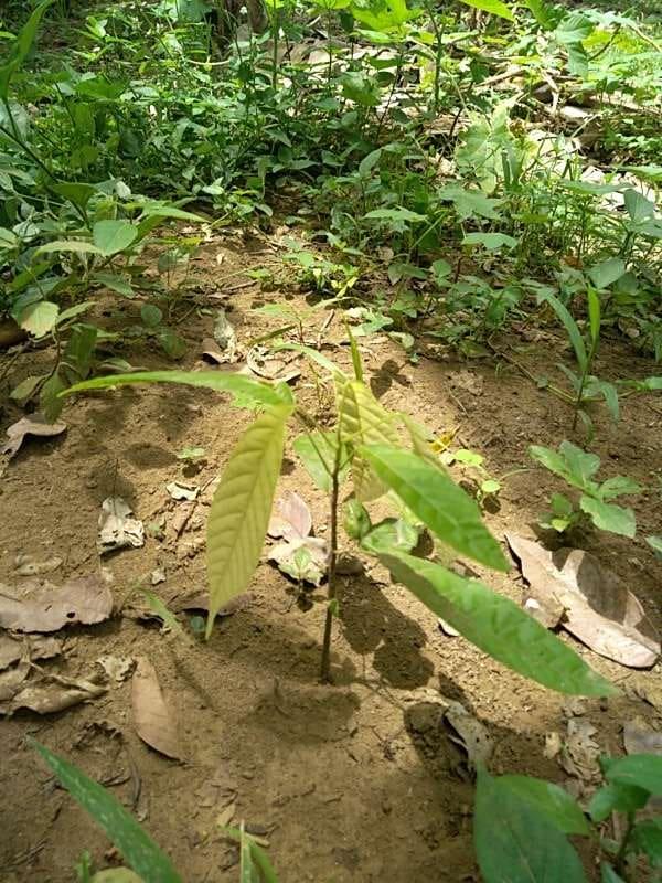 tree image