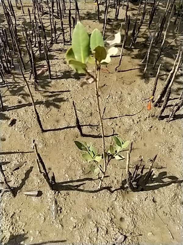 tree image