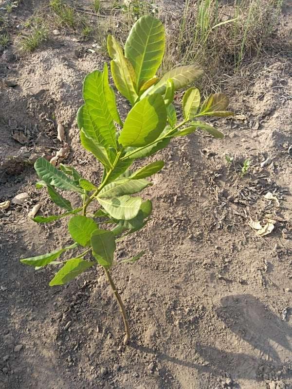tree image