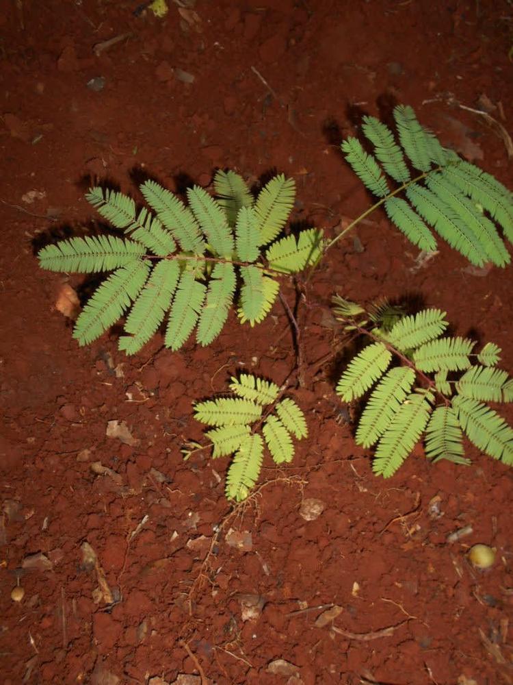 tree image