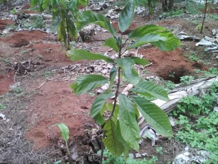 tree image