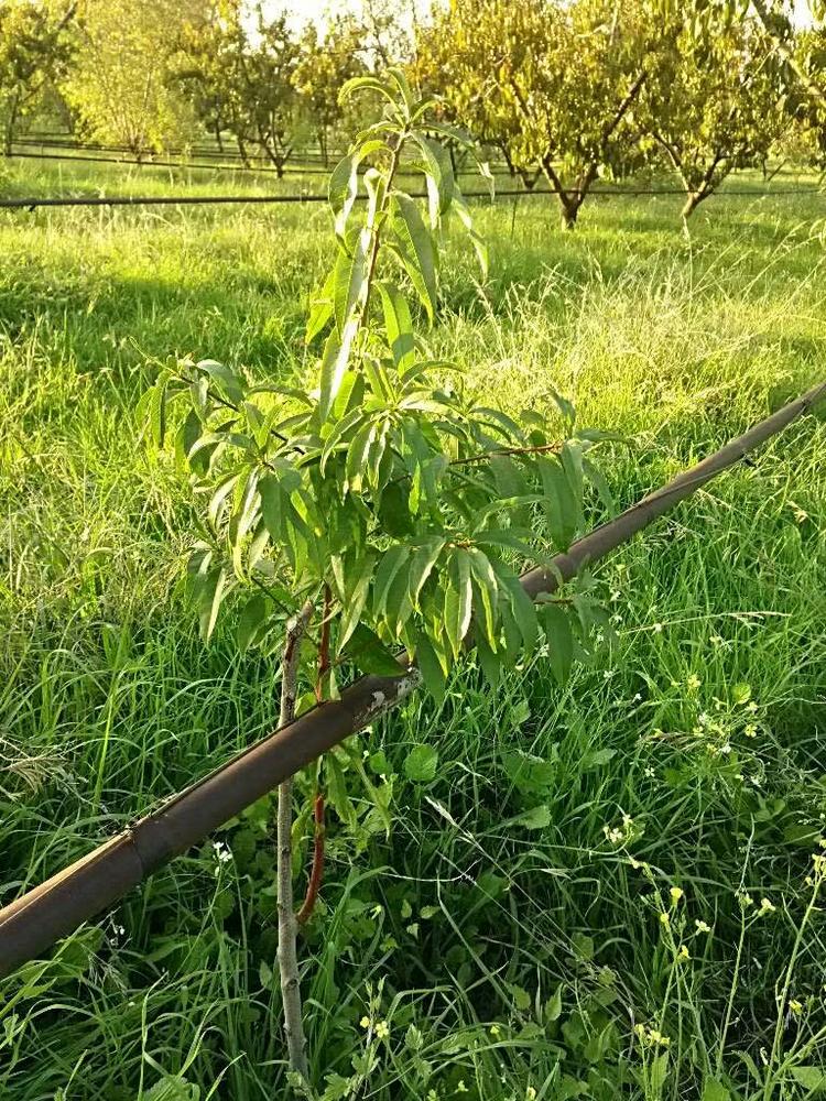 tree image