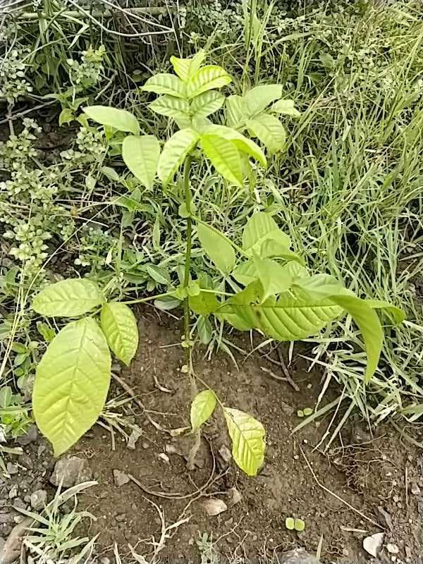 tree image