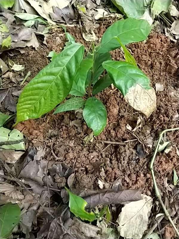 tree image