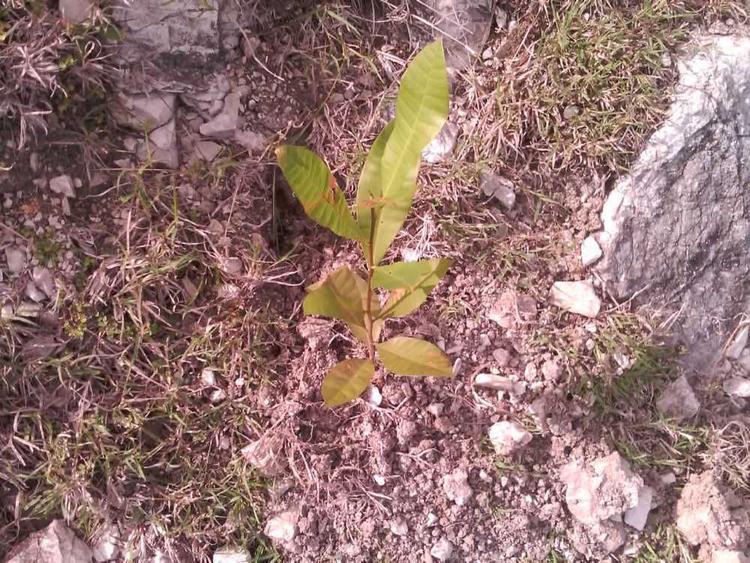 tree image
