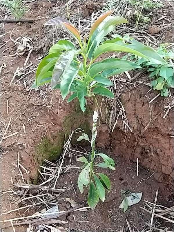tree image