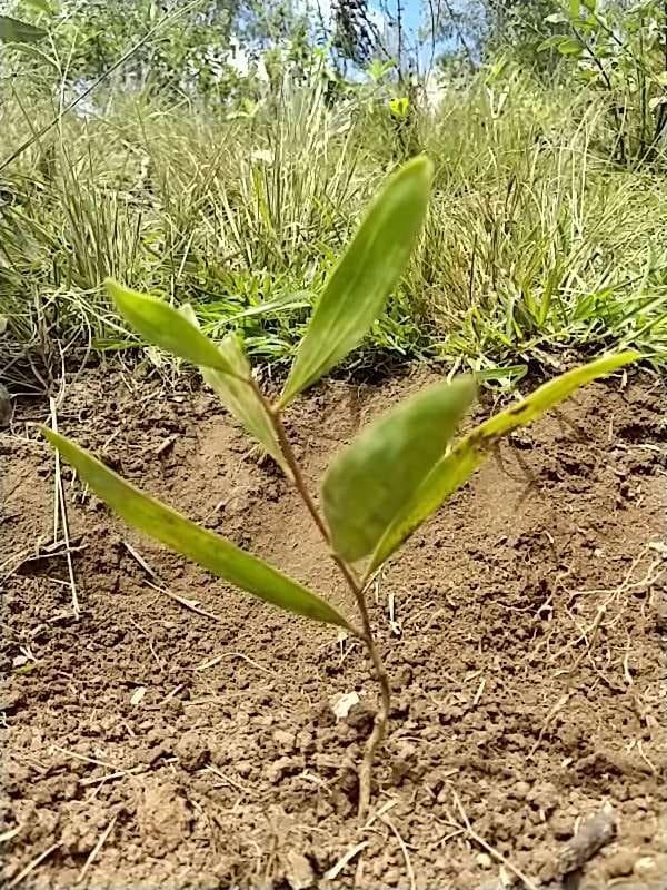tree image