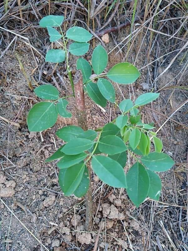 tree image