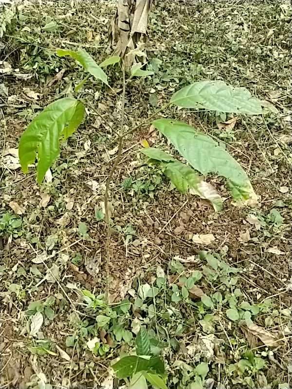 tree image