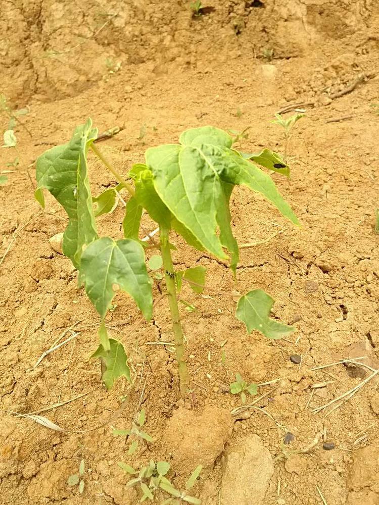 tree image