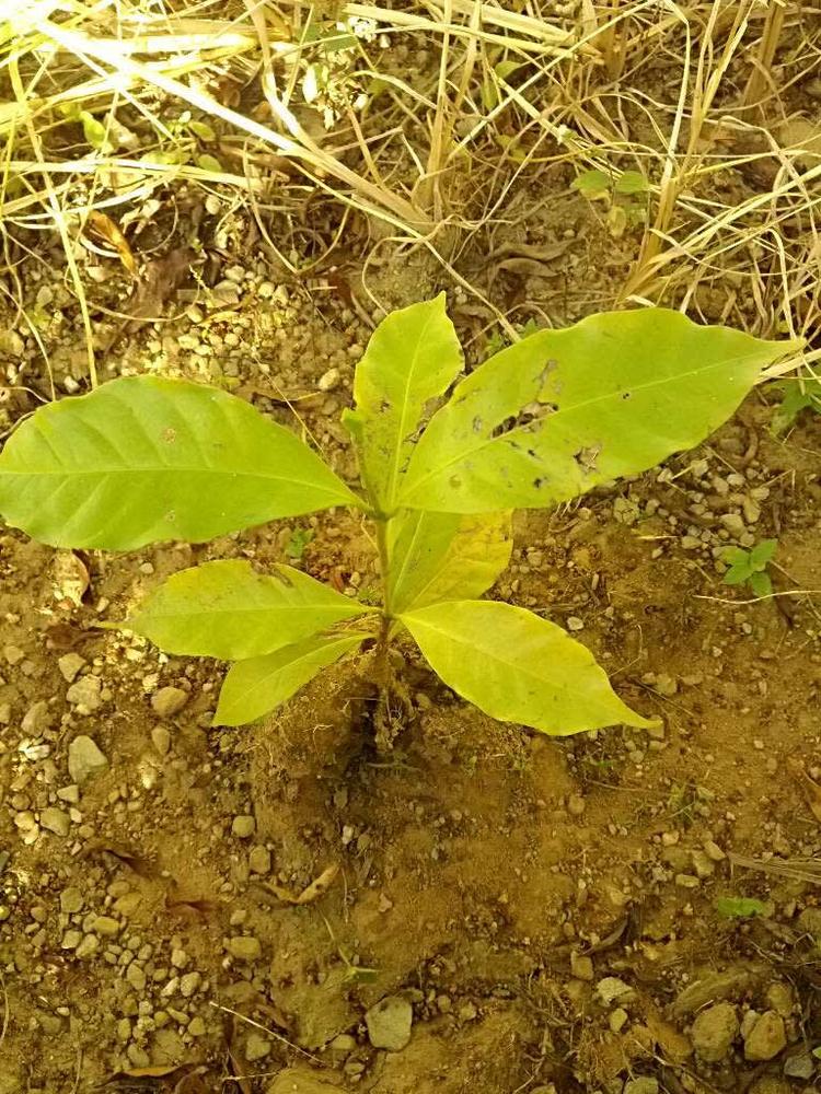 tree image