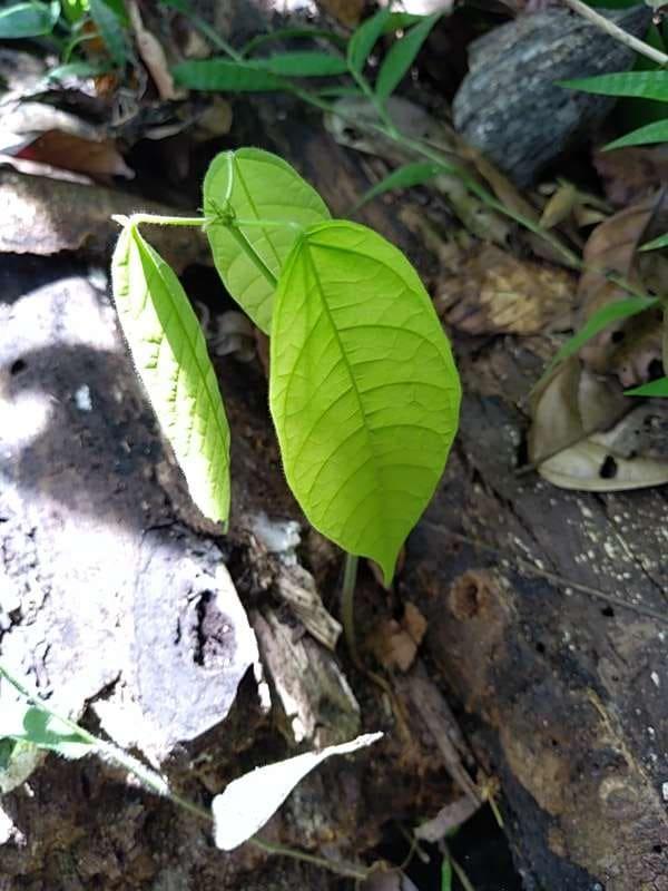 tree image