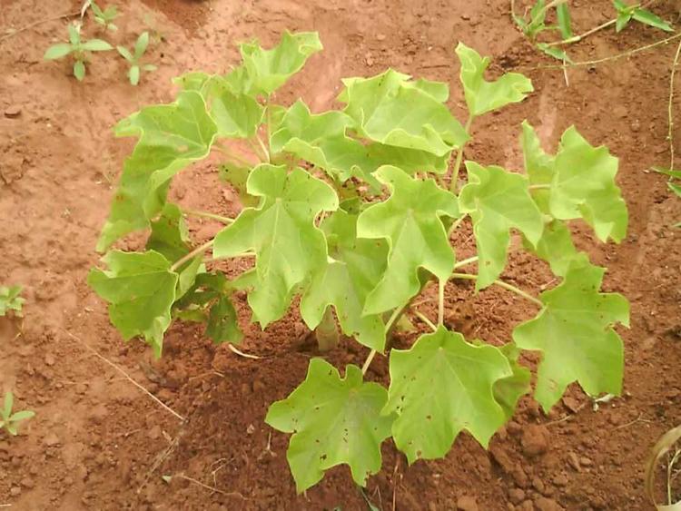 tree image