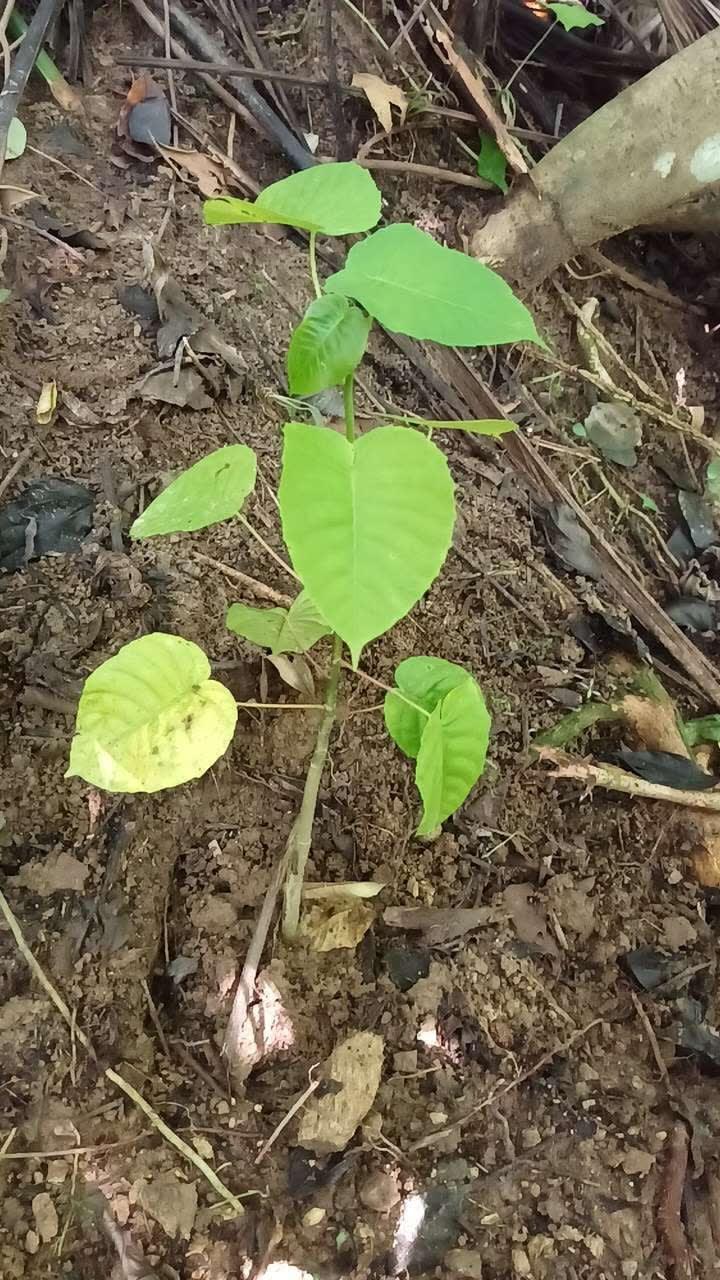 tree image