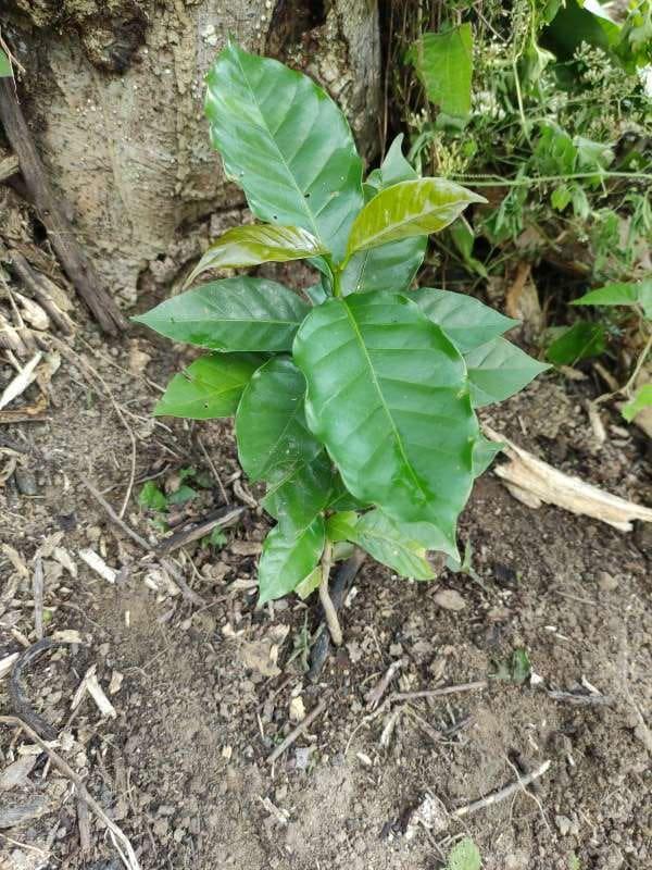 tree image