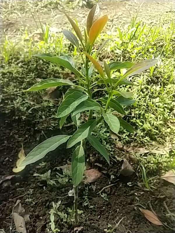 tree image