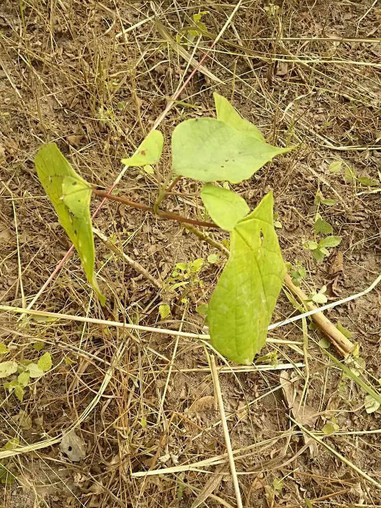 tree image