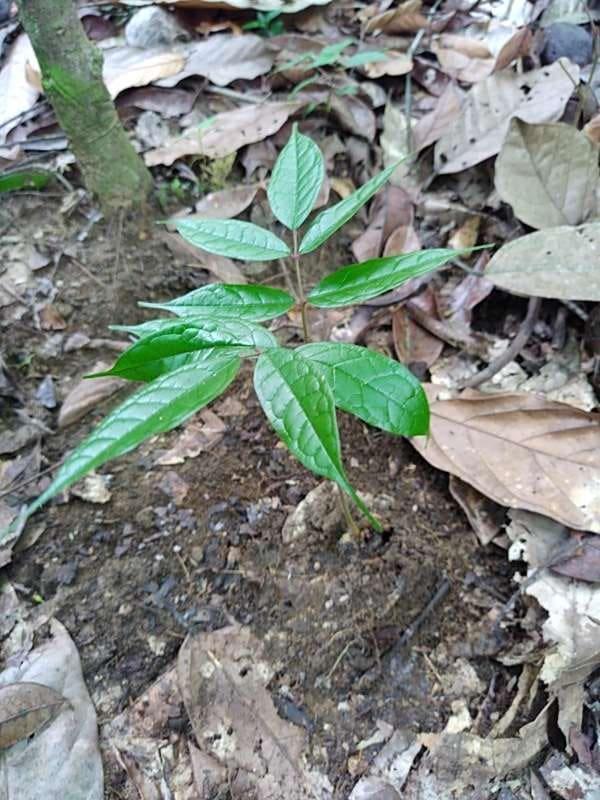 tree image