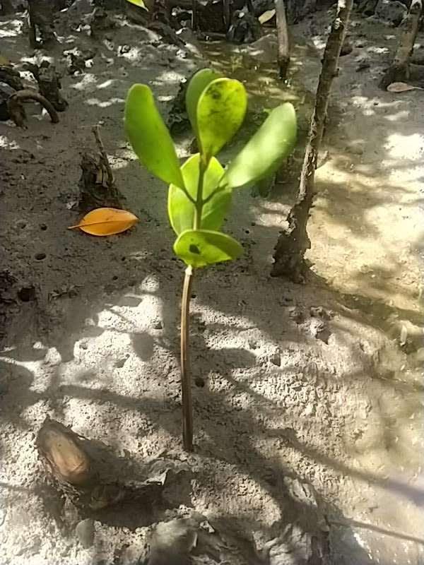 tree image