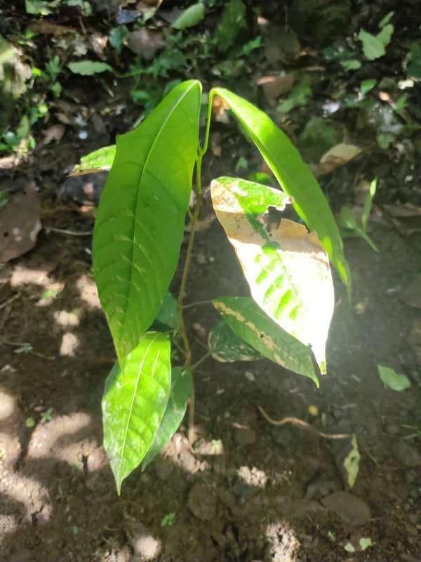 tree image
