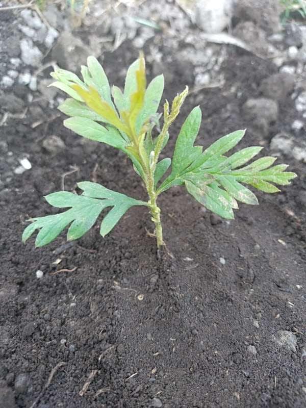 tree image