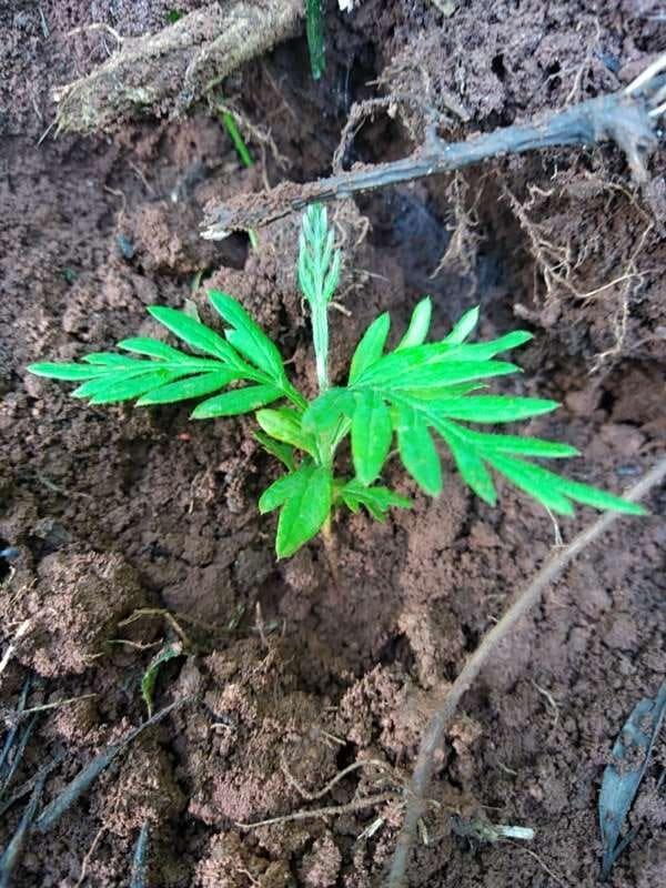 tree image
