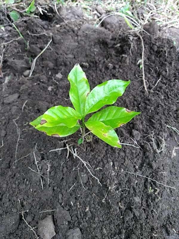 tree image